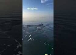 Enlace a Graban a un tiburón echándose la siesta