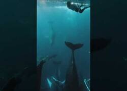 Enlace a POV: Buceando entre una manada de ballenas