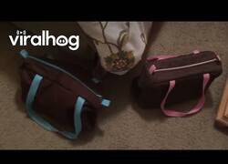Enlace a ¿Por qué mis bolsas se ladran entre ellas?