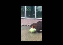 Enlace a Es la hora del almuerzo para este castor