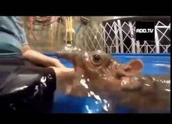 Enlace a Terrible ataque de un hipopótamo bebé a un humano