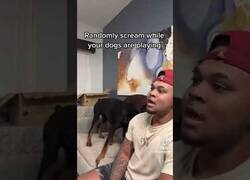 Enlace a Gritando de forma random mientras tus perros están jugando