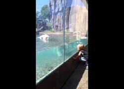 Enlace a Oso polar intenta atacar a un pequeñín