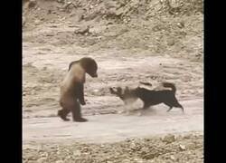 Enlace a Perros ponen a bailar el moonwalk a un oso