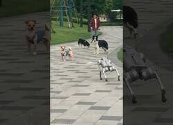 Enlace a Perro real conoce a perro robot