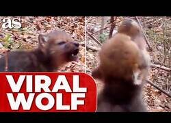 Enlace a Graban a un bebé lobo de 4 semanas aprendiendo a aullar