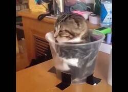 Enlace a Los gatos son definitivamente líquidos