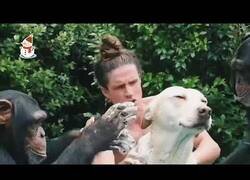 Enlace a Monos ayudan a un perro a bañarse