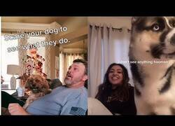 Enlace a Fingiendo sustos para ver la reacción de sus perros