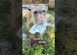 Enlace a Capibara recibe una notificación de desahucio