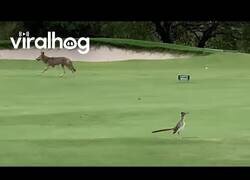 Enlace a El coyote y el correcaminos se encuentran en la vida real