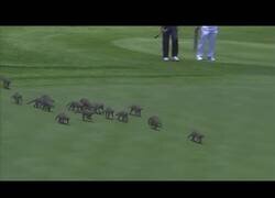 Enlace a Mangostas invaden un campo de golf