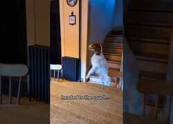 Enlace a Este perro se cansó de actuar como un perro