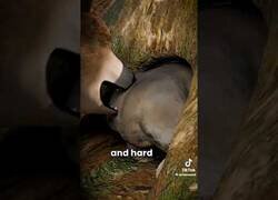 Enlace a El wombat usa el culo para defenderse