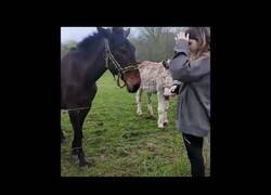 Enlace a A un perro le da un calambrazo la valla electrificada y un burro se ríe de él