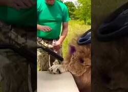 Enlace a Este valiente hombre azota a leones con sandalias