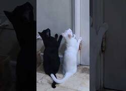 Enlace a Estos dos gatos no podrían estar más sincronizados