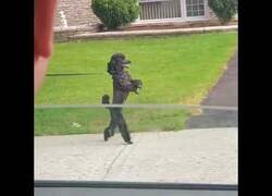 Enlace a Perro paseando de pie
