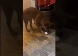 Enlace a ¿Por qué a los perros no les gustan los huevos?