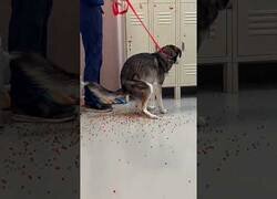 Enlace a Perro confunde bolas de hidrogel con caramelos y se las come todas