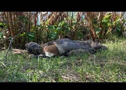 Enlace a Graban a una pitón comiéndose un ciervo entero en Florida