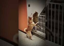 Enlace a Perro ayuda a un gato a saltar la valla