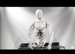 Enlace a Este es Torso, el androide bimanual con músculos artificiales