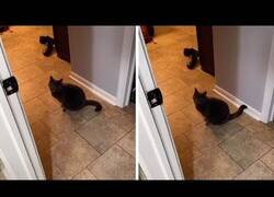 Enlace a Este gato dijo: 