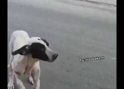 Enlace a El perro más teatrero que verás hoy