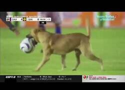 Enlace a Perro interrumpe partido de fútbol