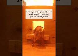 Enlace a Cuando tu perro se come las cacas de tu gato pero eres ingeniero