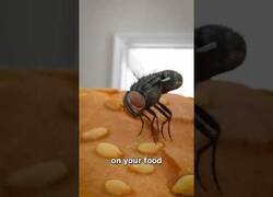 Enlace a Cuando una mosca aterriza en tu comida