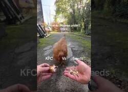 Enlace a Pollo del KFC o pienso: ¿Qué prefiere comer una gallina?