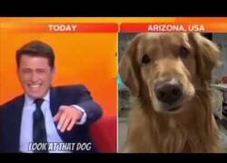 Enlace a Perro atiende accidentalmente una conexión en directo de un telediario
