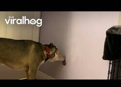 Enlace a Perro practica sus habilidades para besar