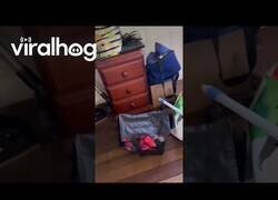 Enlace a Un inesperado visitante ha entrado en casa