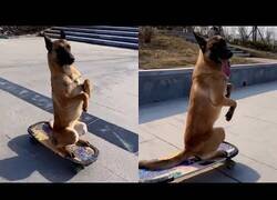 Enlace a Este perro muestra increíbles skills subido al skate