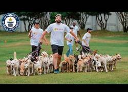 Enlace a El récord de más perros paseados a la vez