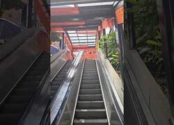 Enlace a Perro descubre cómo funcionan las escaleras mecánicas y ahora se la pasa rascándose el culo