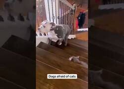Enlace a Perros siendo asustados por gatos