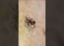 Enlace a La triste vida de una araña