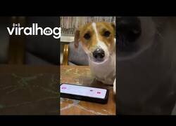 Enlace a Este perro habla por teléfono con su dueño