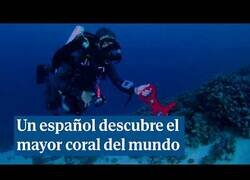 Enlace a Un español descubre el mayor coral del mundo