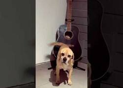 Enlace a Perro tocando la guitarra con la cola