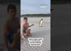 Enlace a Encuentran un pingüino emperador en una playa de Australia