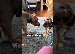 Enlace a Pequeño perro conoce el punto débil de su padre