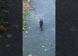 Enlace a El gato que corre en cursiva