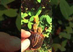 Enlace a Alimentando a una tortuga de dos cabezas