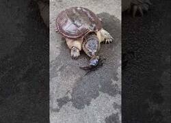 Enlace a ¿Quién dijo que las tortugas eran lentas?