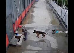 Enlace a Perro pide ayuda para salvar a su amigo